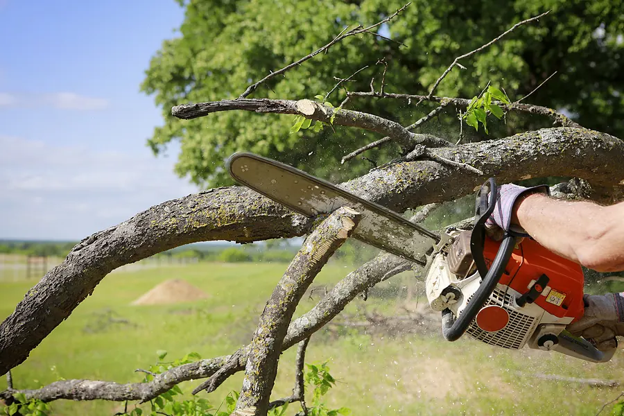 Help for Art Spaces With Effective Tree Limb Removal Practices